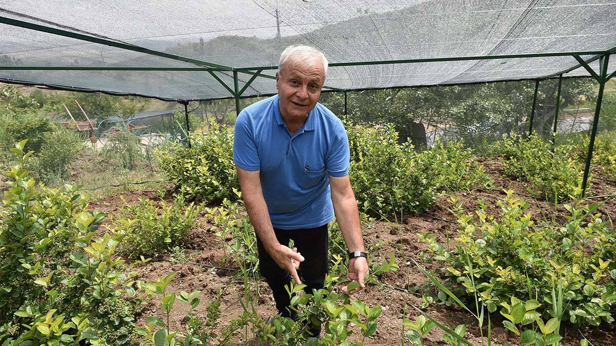 Büyükşehir'den Aronia Meyvesi'nin üretimine teşvik