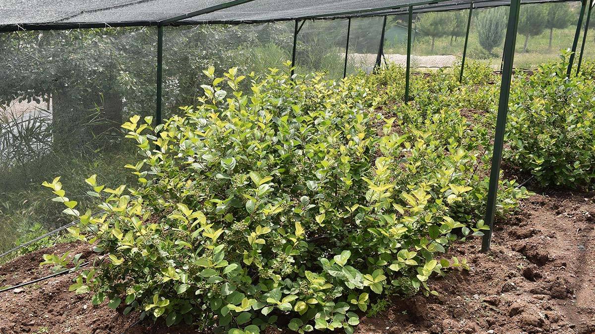 Büyükşehir'den Aronia Meyvesi'nin üretimine teşvik