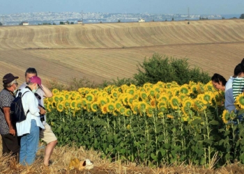 Tekirdağ'da ayçiçeği tarlasında foto safari