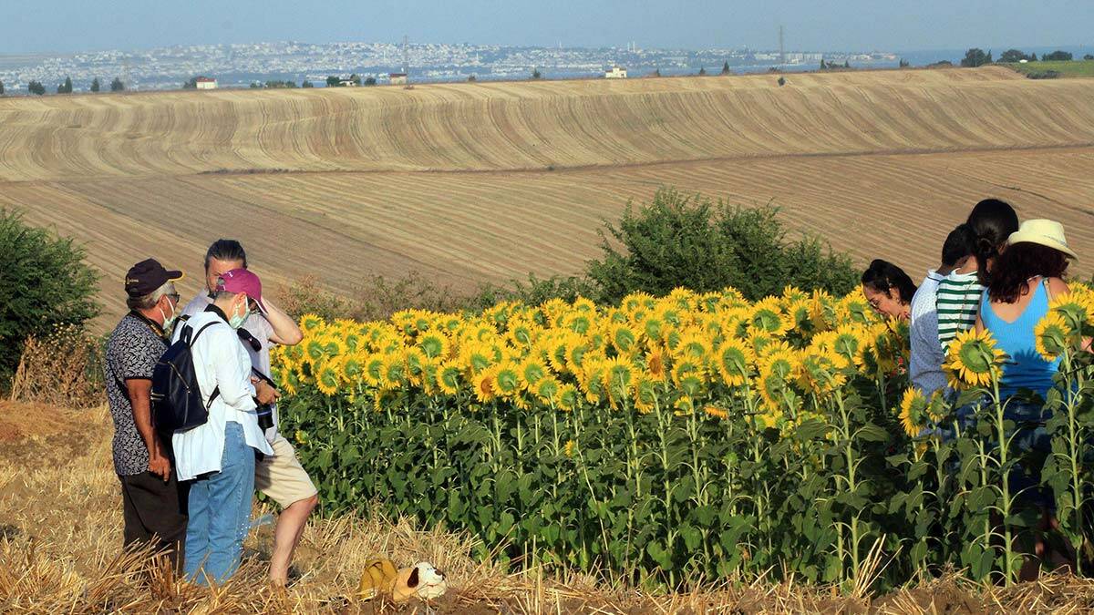 Tekirdağ'da ayçiçeği tarlasında foto safari