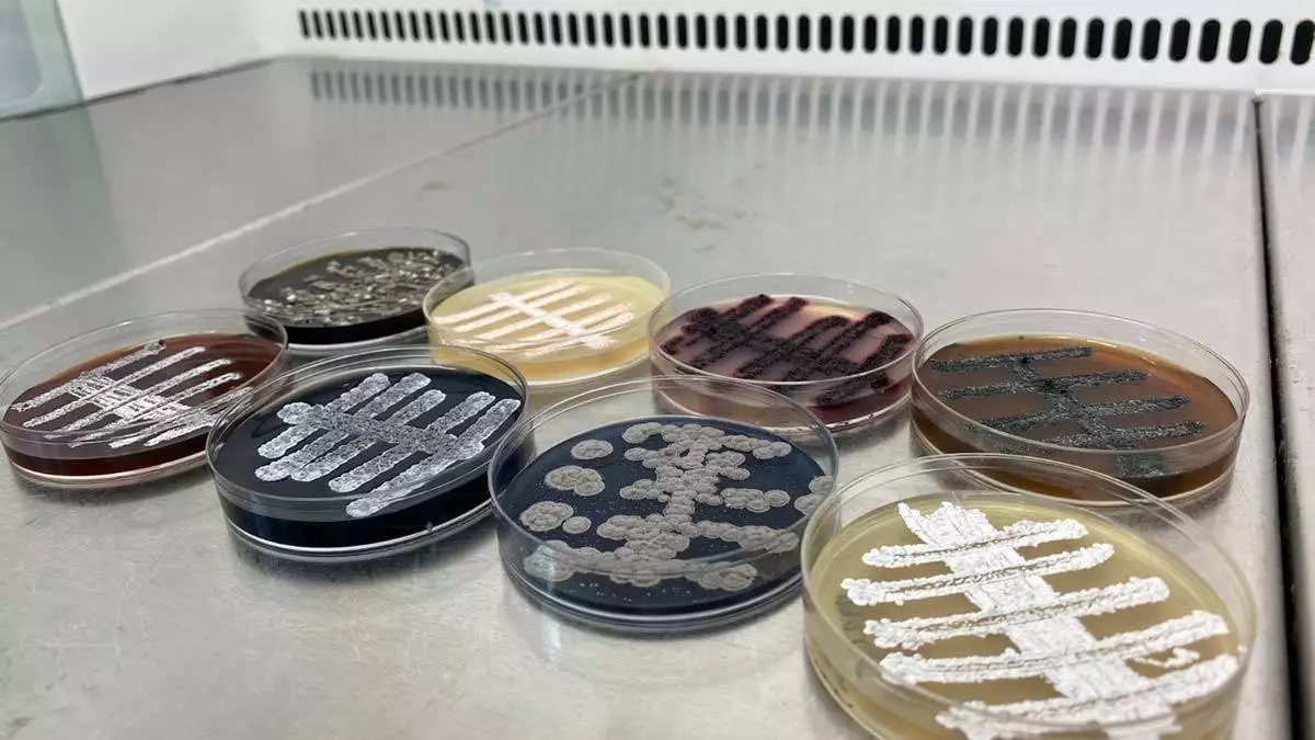 Turk bilim insanlari 60 yeni tur bakteri kesfetti - öne çıkan - haberton