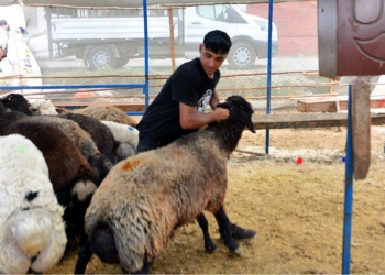 Ucuz fiyata kurban için 2. günü beklediler