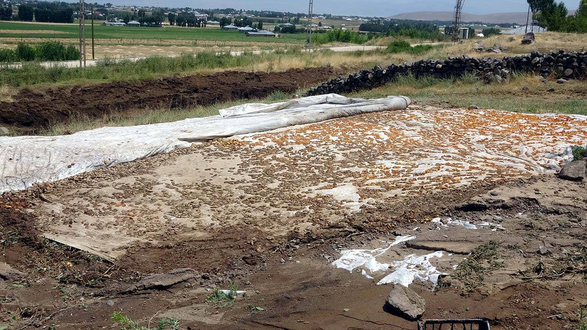 Van'da yağışta hayvanlar telef oldu