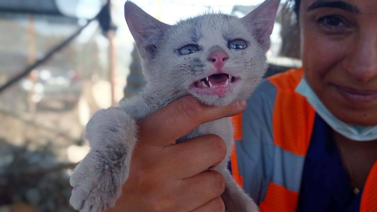Yangında yaralanan hayvanlara HAYTAP desteği