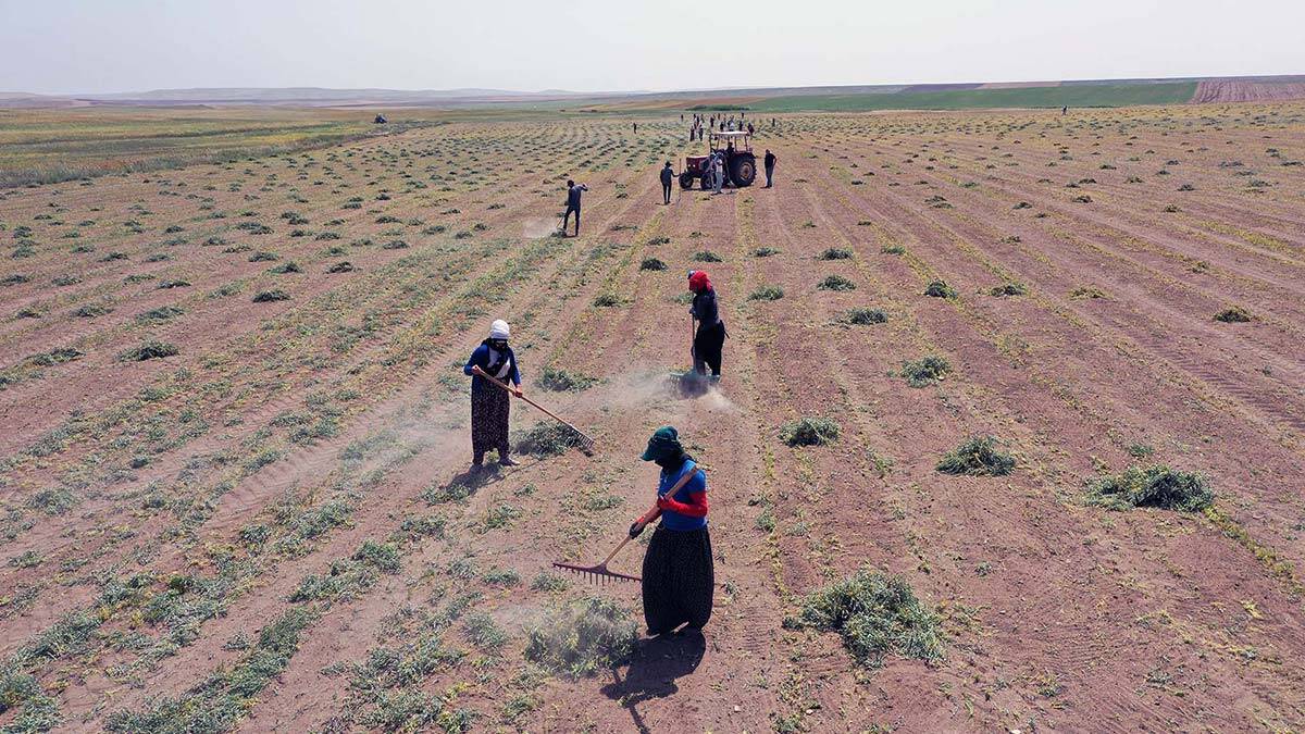 Yerli üretime destek için tohum dağıtıldı