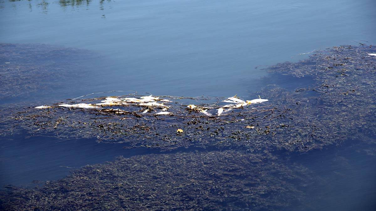 Yüksekova'da balık ölümleri endişe yarattı