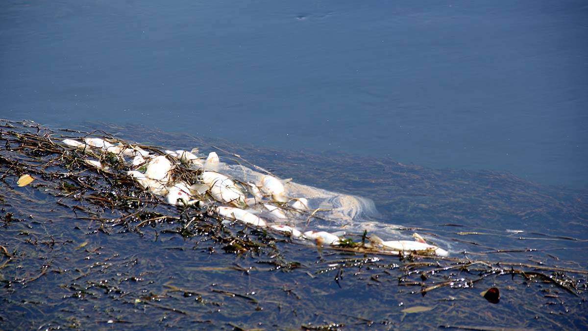 Yüksekova'da balık ölümleri endişe yarattı 