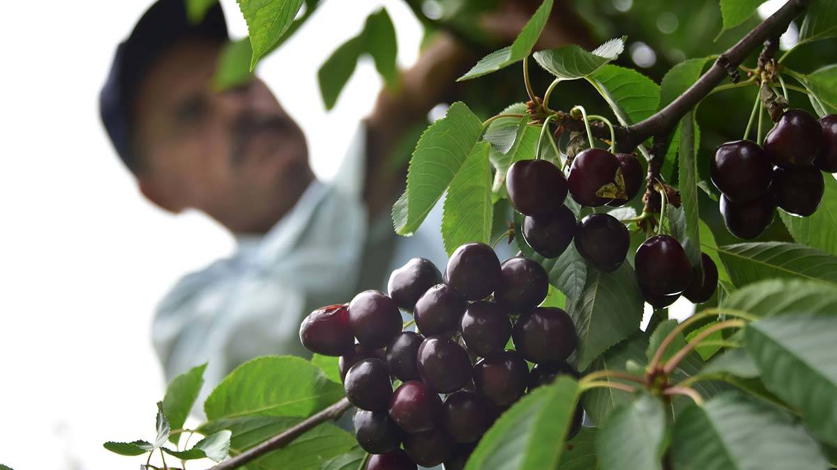Akşehir kirazı dünya pazarında