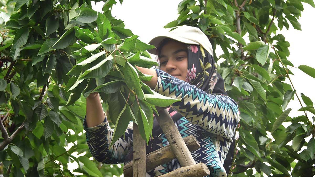Akşehir kirazı dünya pazarında