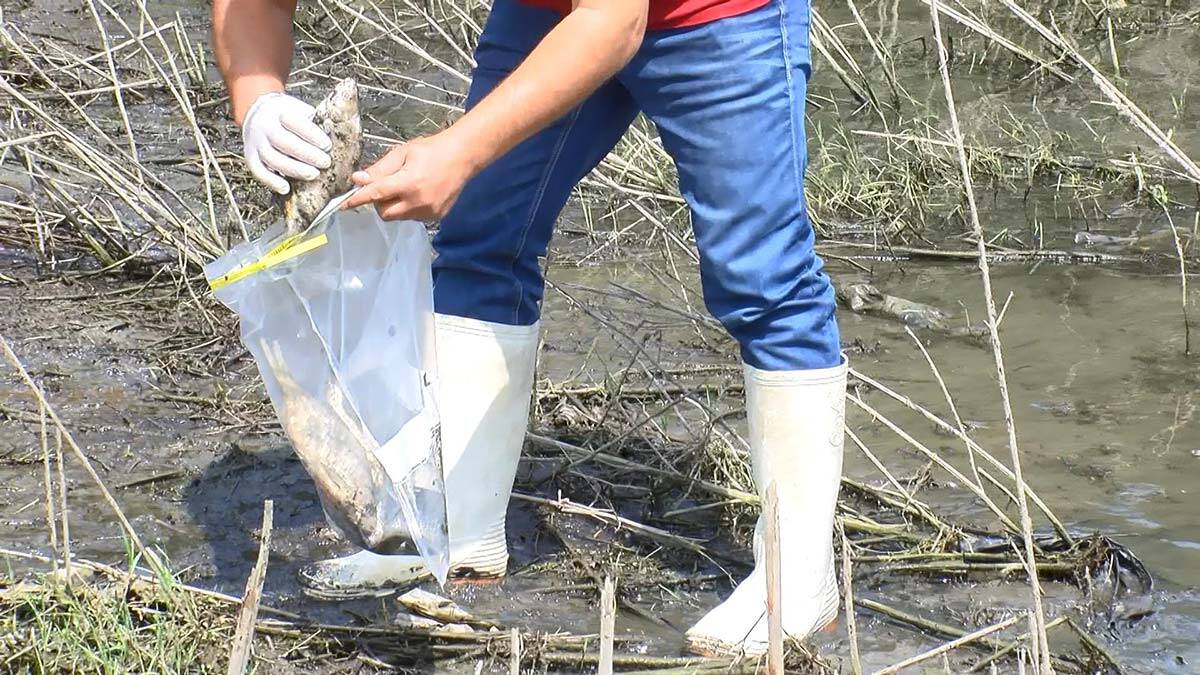 Balık ölümleri sonrası yetkiler sudan numune aldı