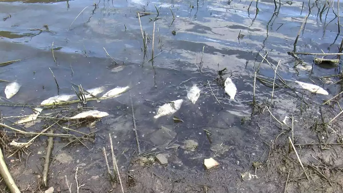 Alibeyköy barajı'nda onlarca ölü balık kıyıya vurdu