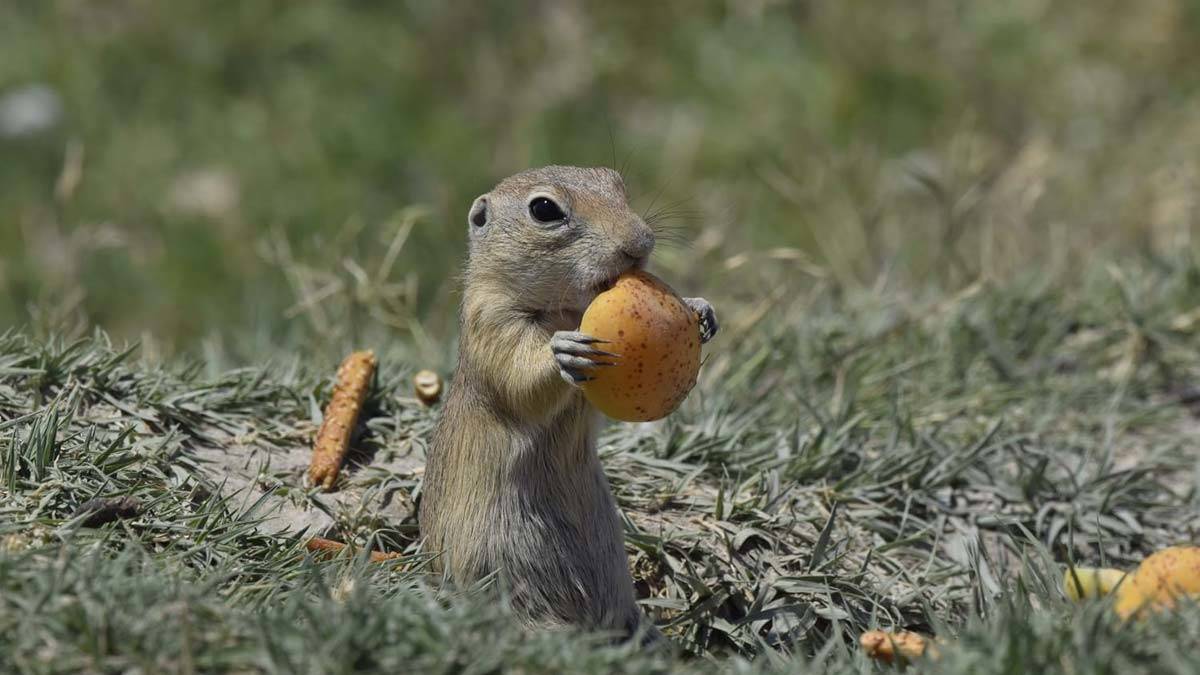 Anadolu sincabının kayısı ziyafeti kamerada