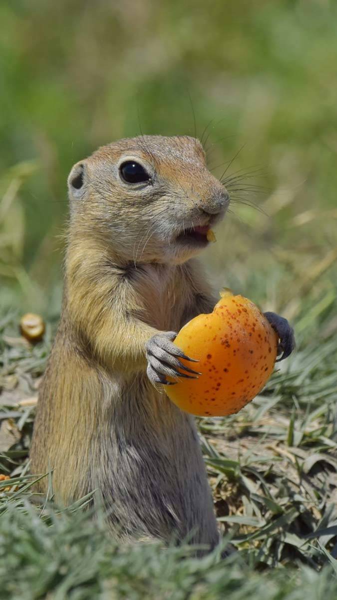 Anadolu sincabının kayısı ziyafeti kamerada