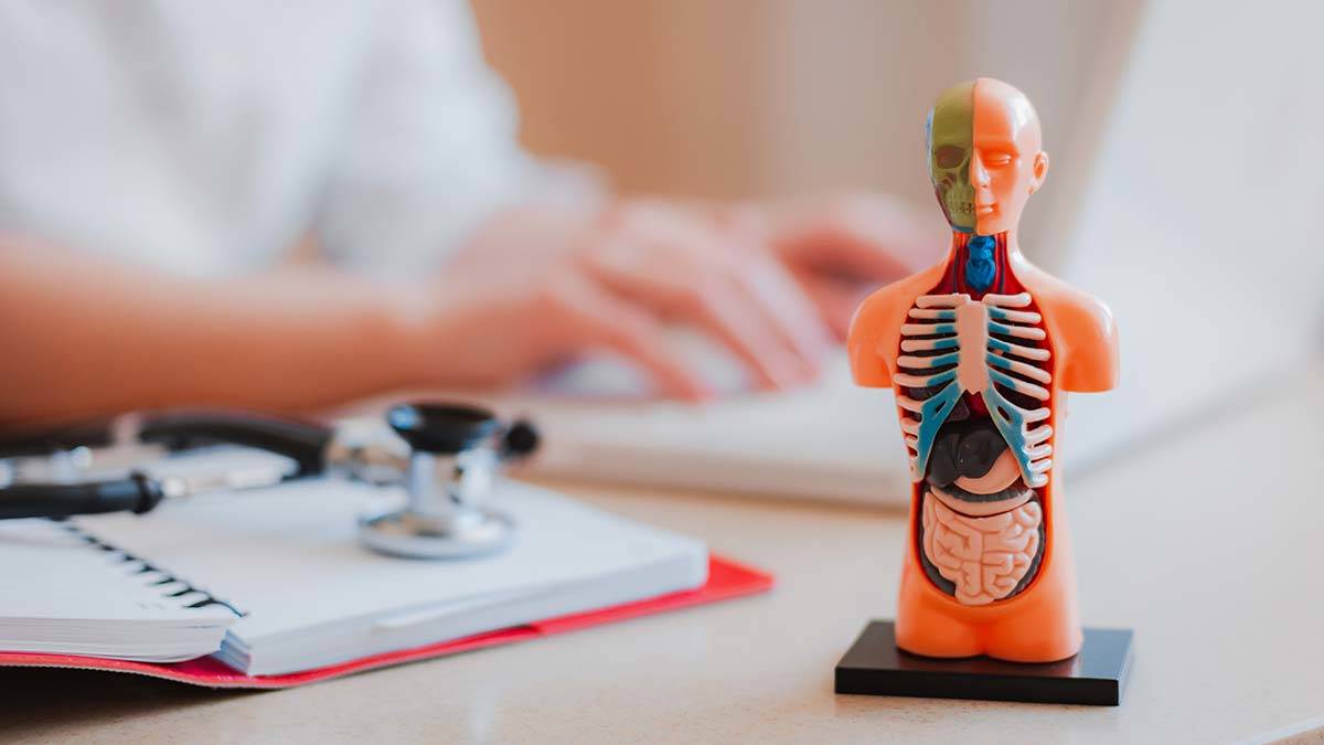 Vücudumuzun merkezi beynimiz...