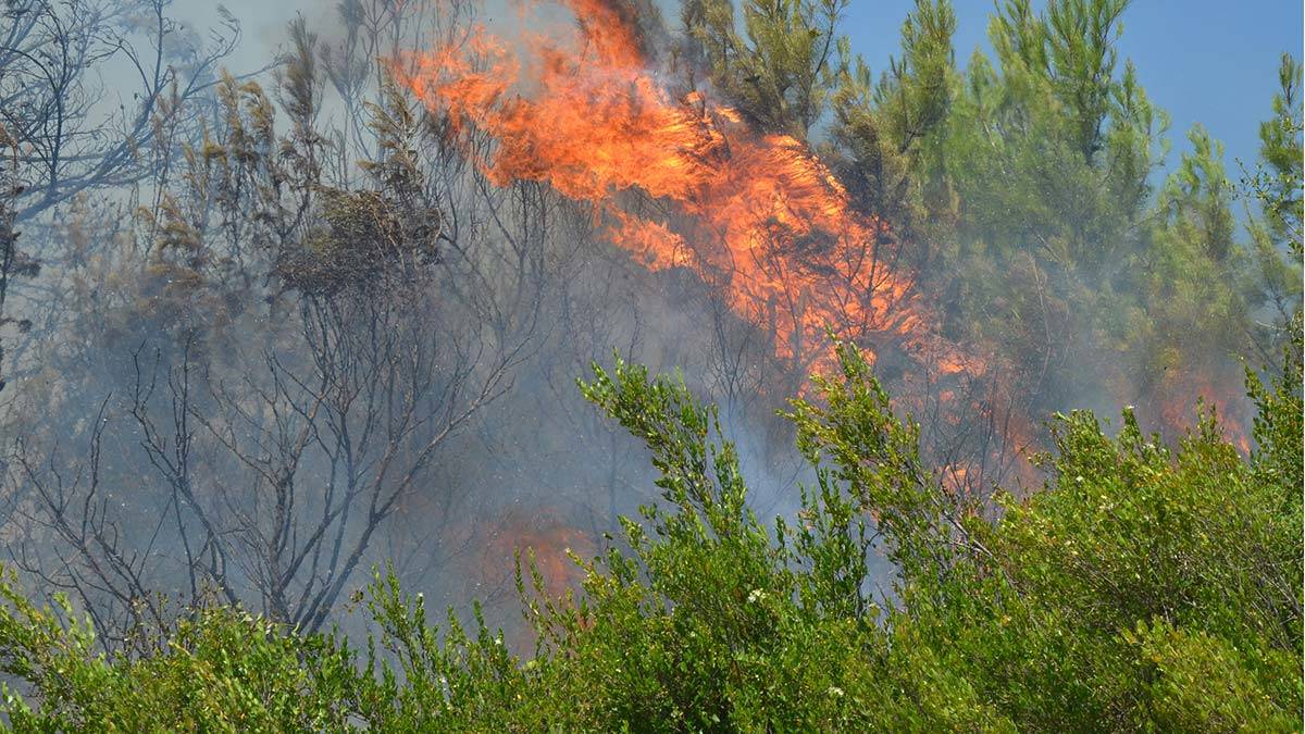 15 dekar makilik ile zeytin ve çam ağaçları yandı
