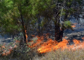 15 dekar makilik ile zeytin ve çam ağaçları yandı