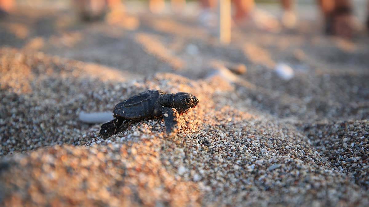 Antalya'nın Kemer ilçesindeki Çıralı sahilinde ilk caretta caretta yavruları denizle buluştu. İlk yuvadaki 56 yumurtadan çıkan 22 yavru caretta caretta zorlu yolculuğa başladı.