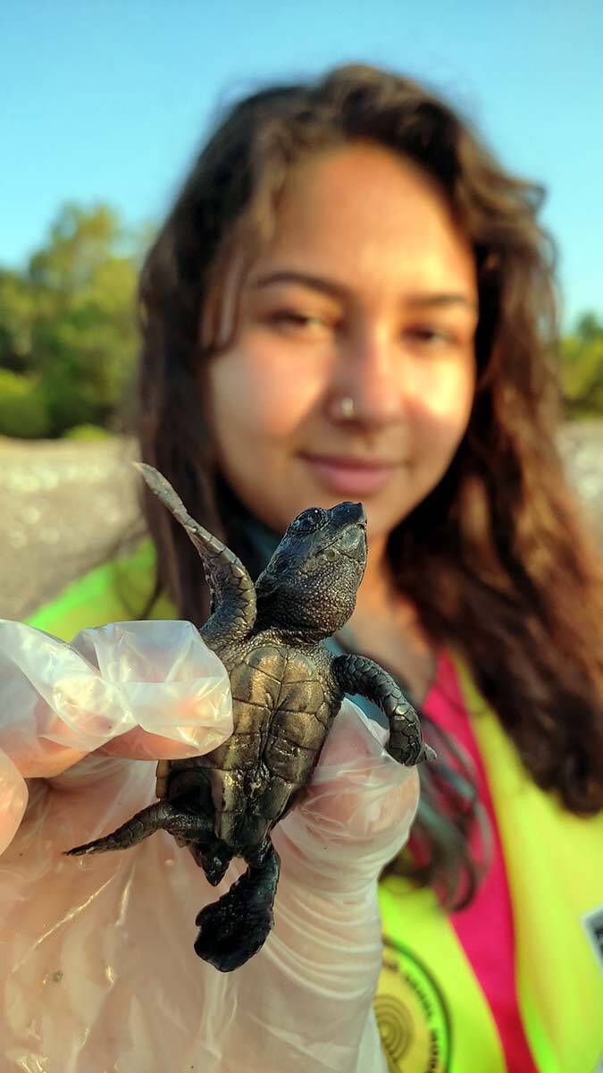 Caretta caretta yavruları denizle buluştu