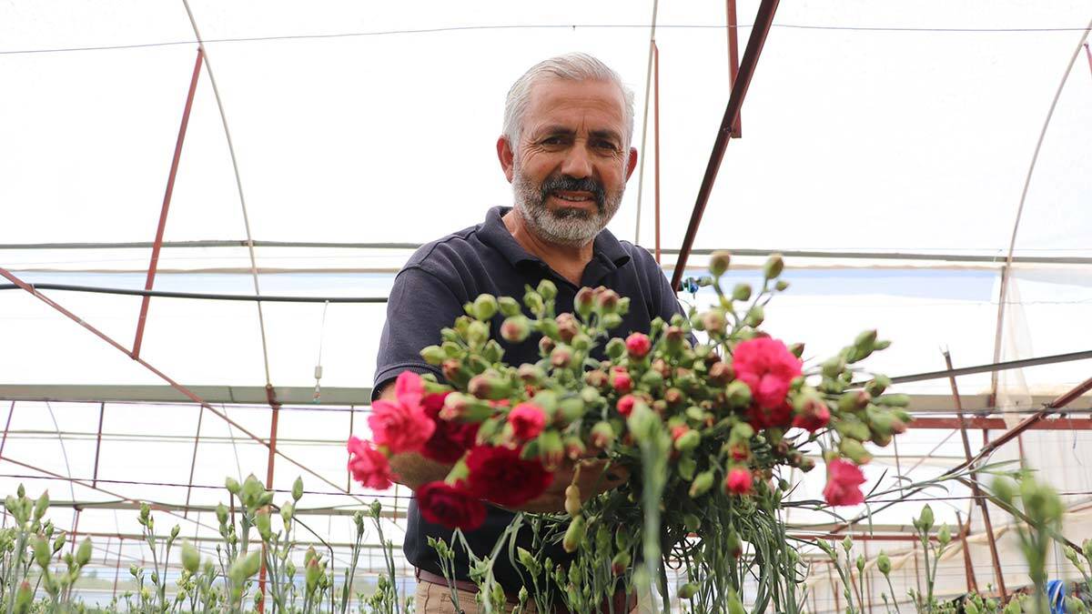 Hollanda'ya karanfil ihracatı