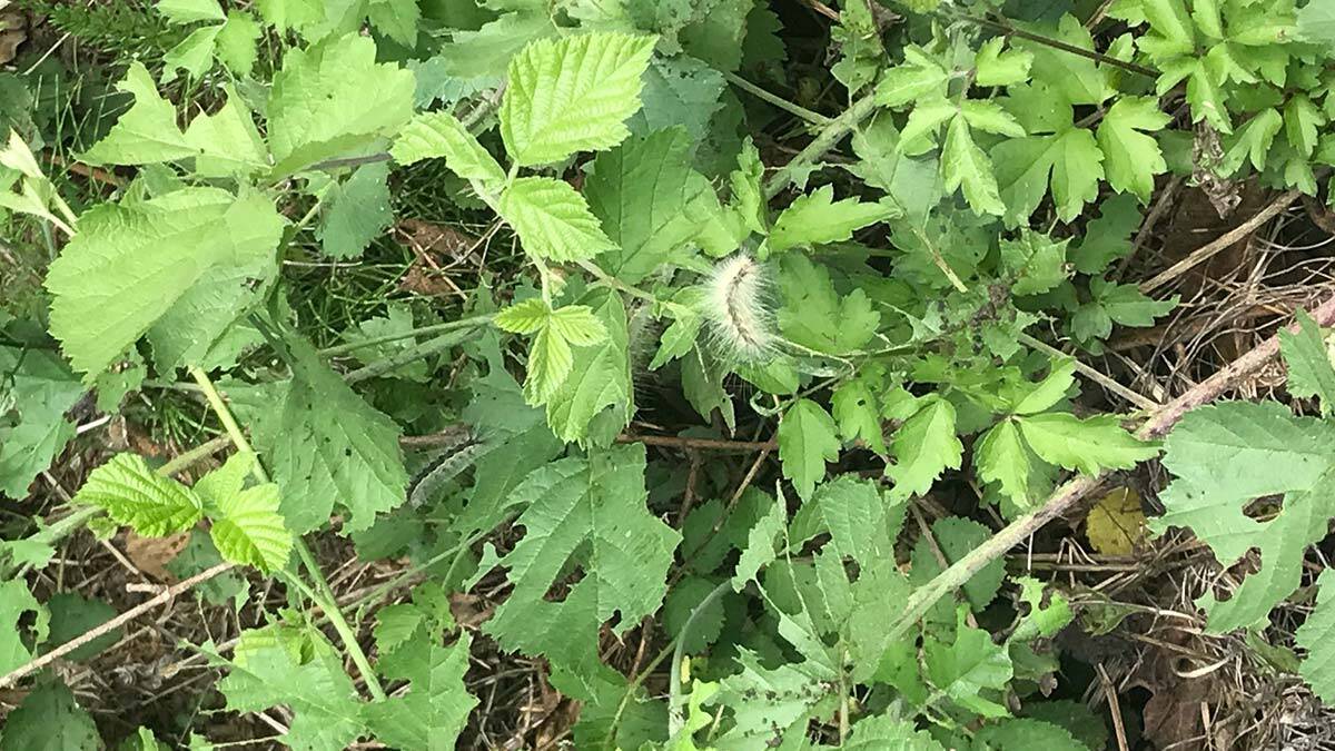 Beykoz'da tırtıl istilası
