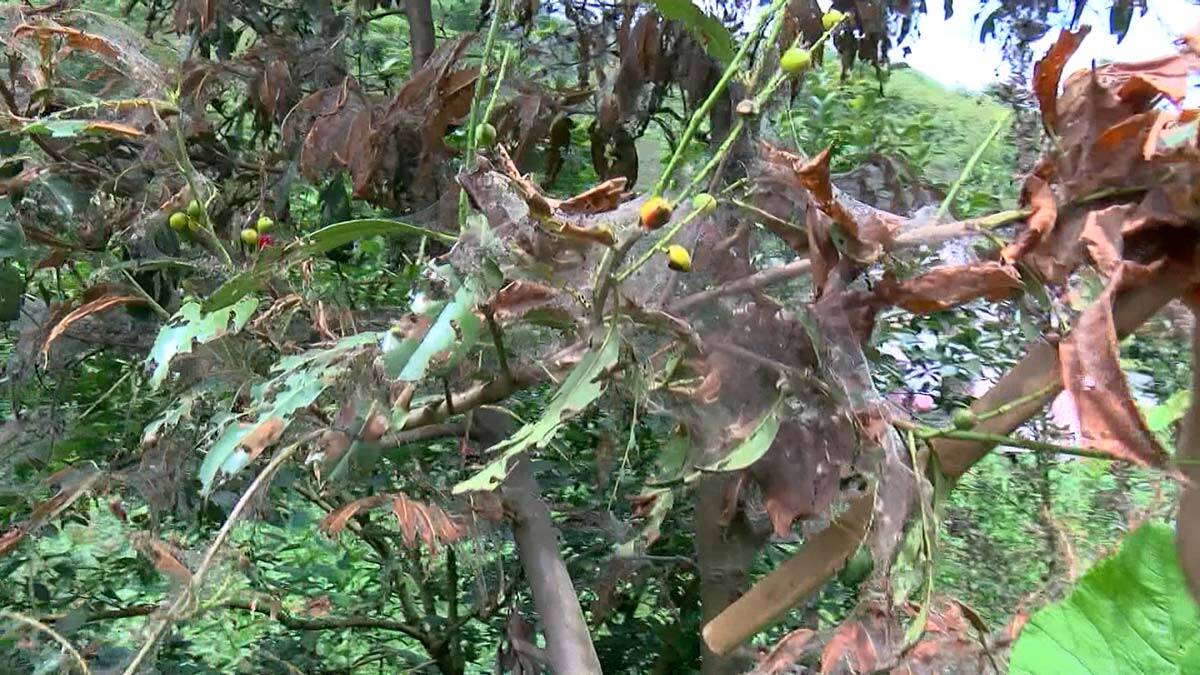 Beykoz'da tırtıl istilası
