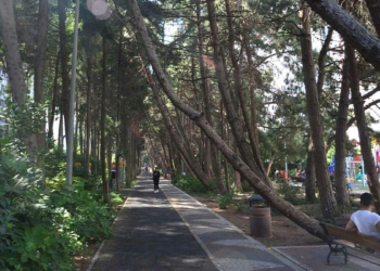 Beylikdüzü'nün eğik ağaçlı koruluğu