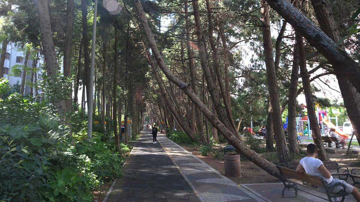 Beylikdüzü'nün eğik ağaçlı koruluğu