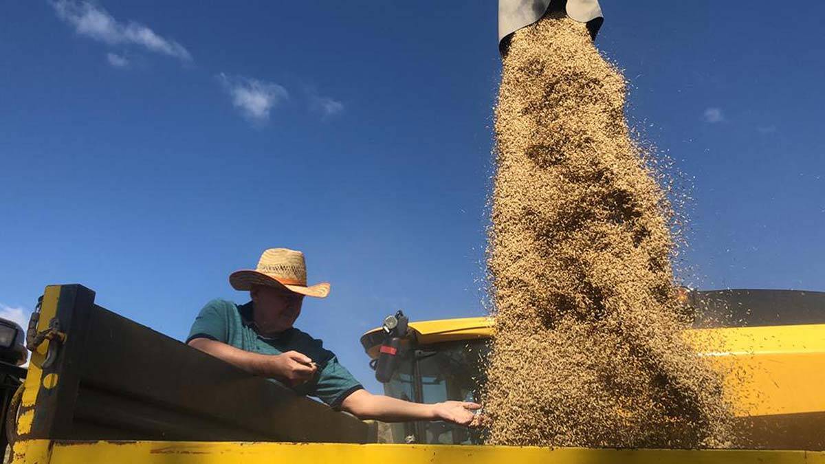 Binali Yıldırım biçerdöverle hasat yaptı