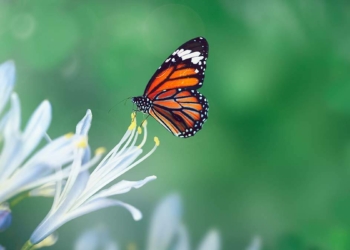 Sevgi ile umut ile merhaba