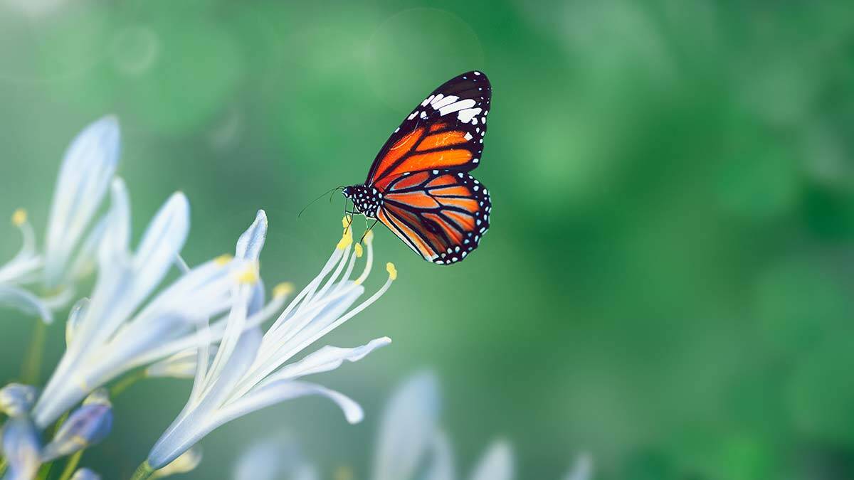 Sevgi ile umut ile merhaba