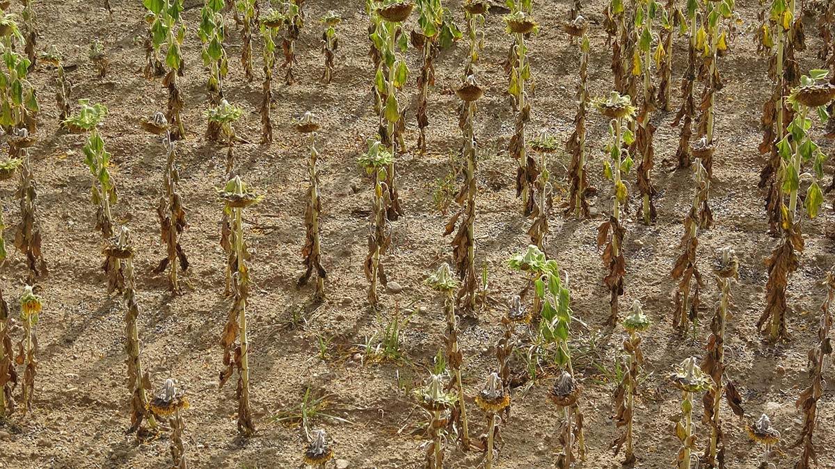 En kirli 3'üncü nehir Menderes de Aydın'ı ve Büyük Menderes Havzası'nı yaşanmaz hale getirdi. Menderes'te artık balık yaşamıyor. Acilen önlem alınması gerekiyor.