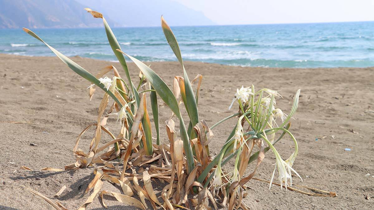 Kum zambakları çiçek açtı; Koparana 80 bin TL ceza