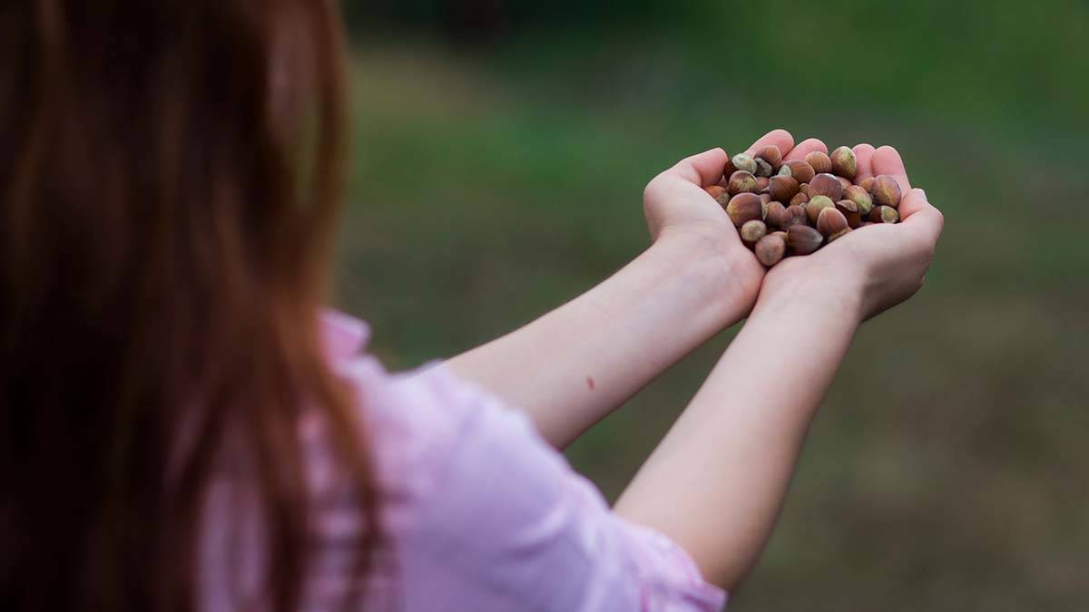 40 bin fındık çiftçisine ulaşıldı