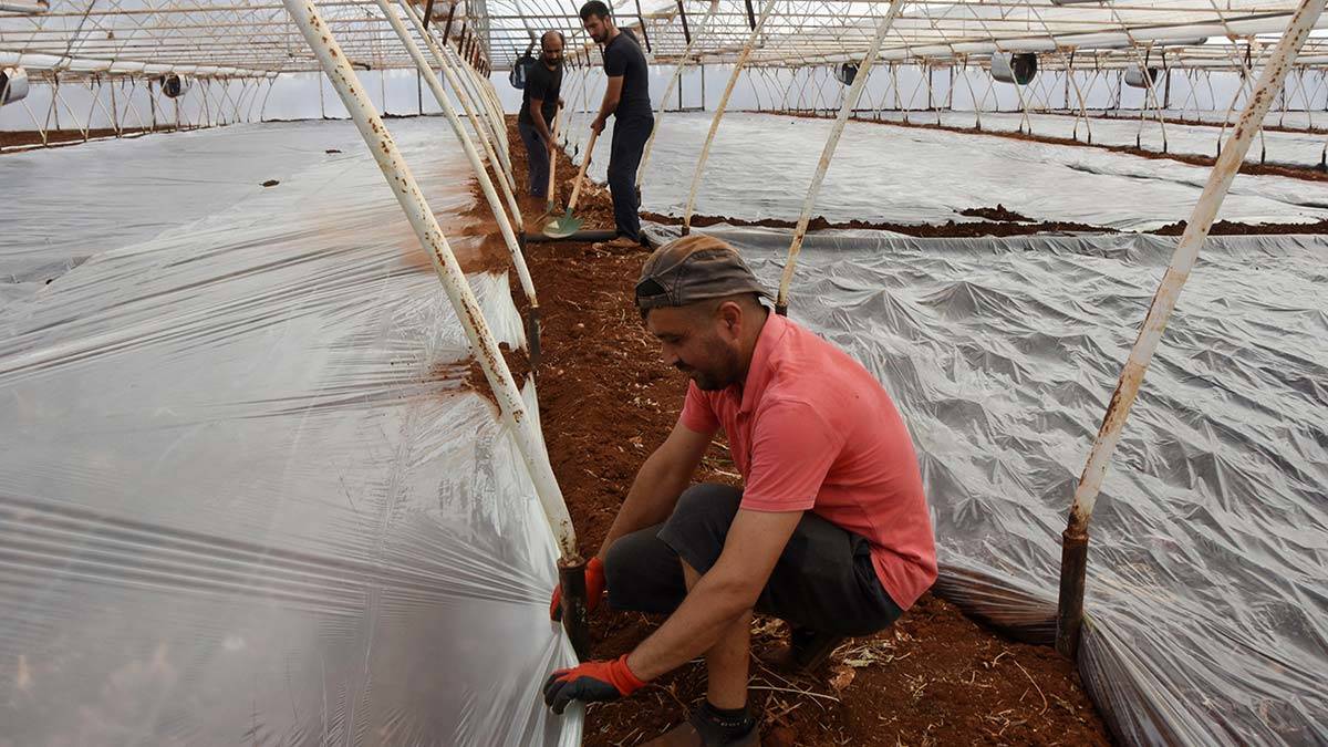 Üretici toprağı solarizasyon yöntemiyle dezenfekte ediyor