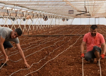 Üretici toprağı solarizasyon yöntemiyle dezenfekte ediyor