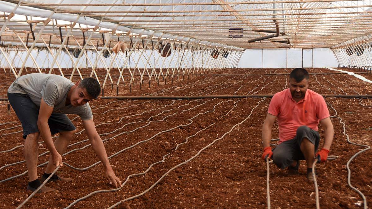 Üretici toprağı solarizasyon yöntemiyle dezenfekte ediyor