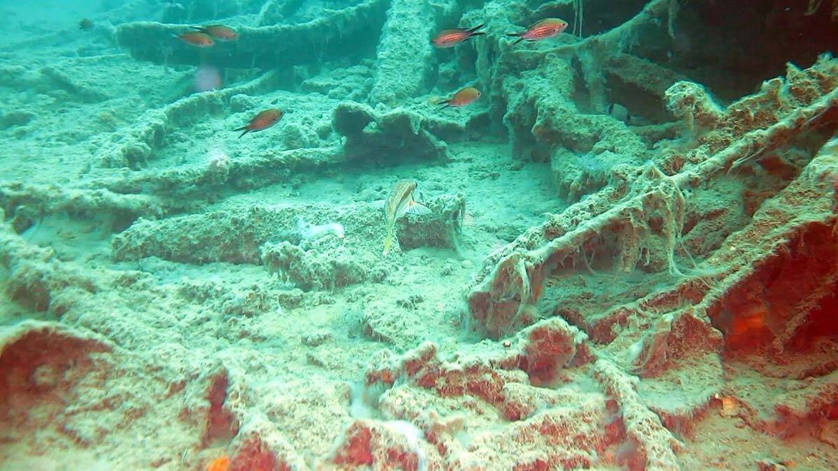 Deniz suyu ısındı, bakterilerin parçaladığı müsilaj azaldı