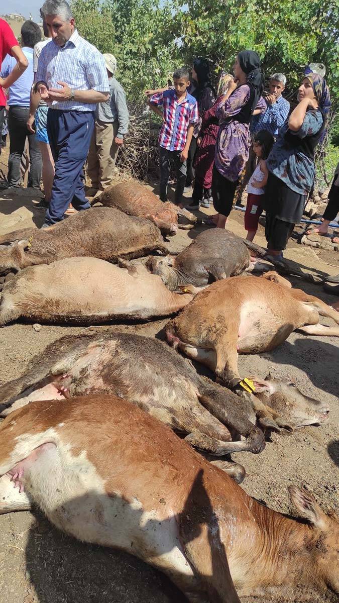 Ahırda çıkan yangında 7 büyükbaş öldü