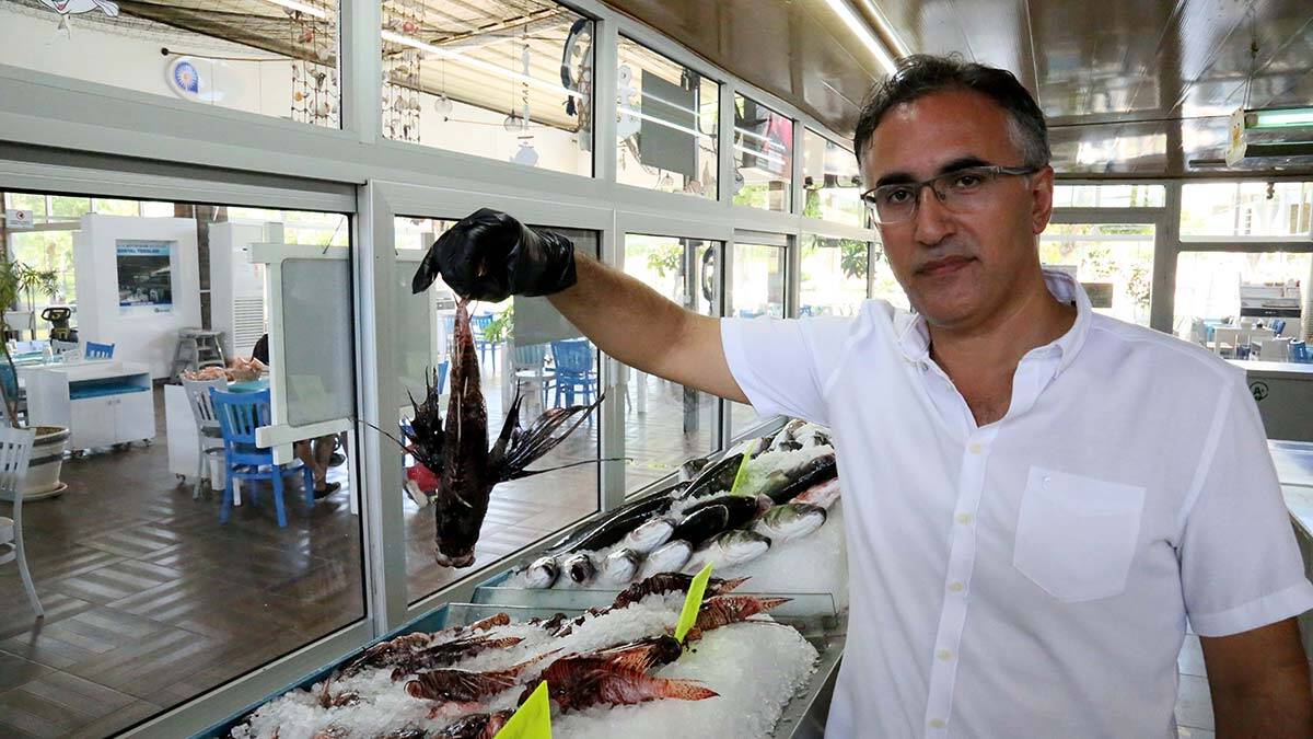 Dikeni zehirli aslan balığı restoran menüsünde