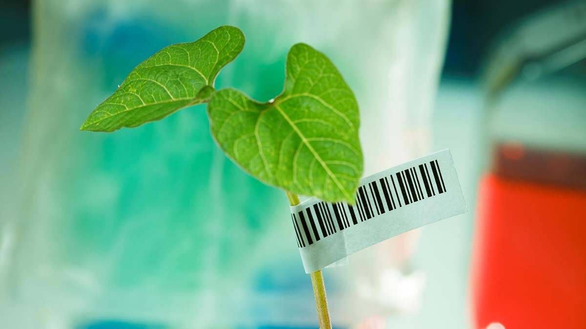 DNA Barkodlama ile bitkilere kimlik veriliyor