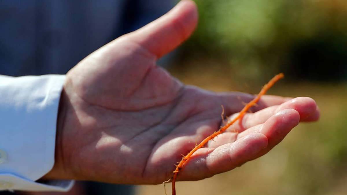 Edirne Kırmızısı'nın ekim alanı genişliyor