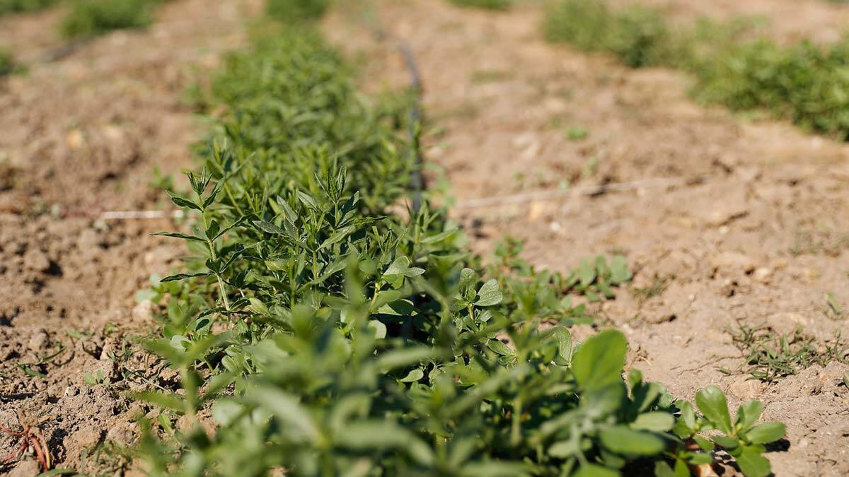 Edirne Kırmızısı'nın ekim alanı genişliyor
