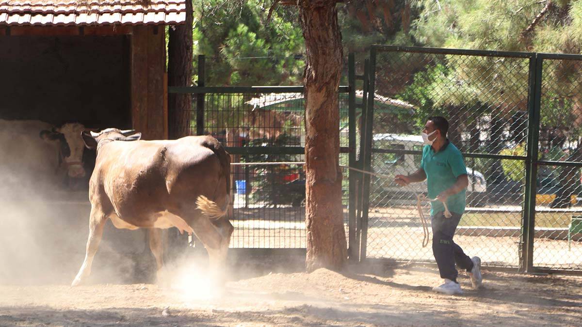 Kurban yakalama timi bayrama hazır