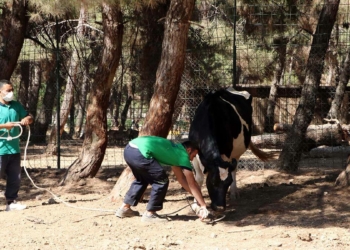 Kurban yakalama timi bayrama hazır