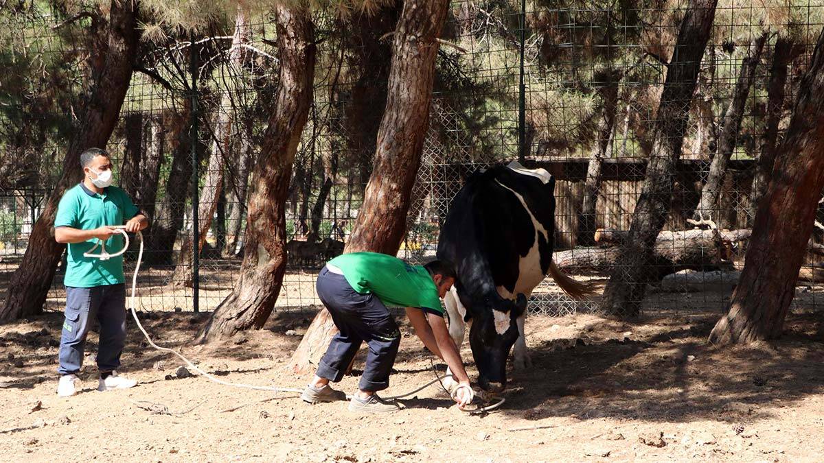 Kurban yakalama timi bayrama hazır