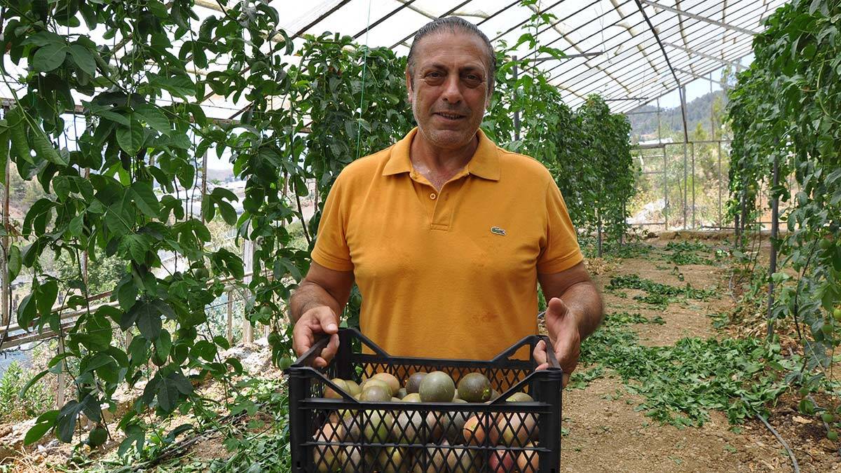 Passifloraların kilosu 75 lira