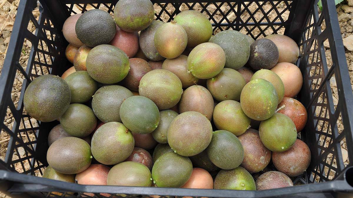Passifloraların kilosu 75 lira