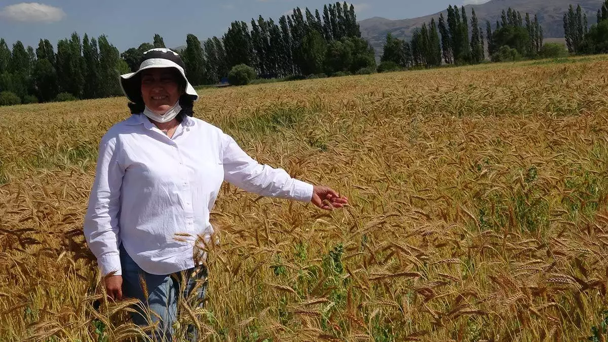 Buğdaya adını verdi: ümranhanım tritikale buğdayı