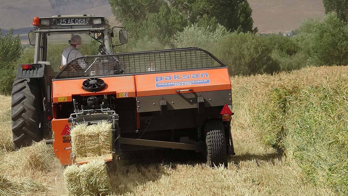 Buğdaya adını verdi: Ümranhanım Tritikale Buğdayı