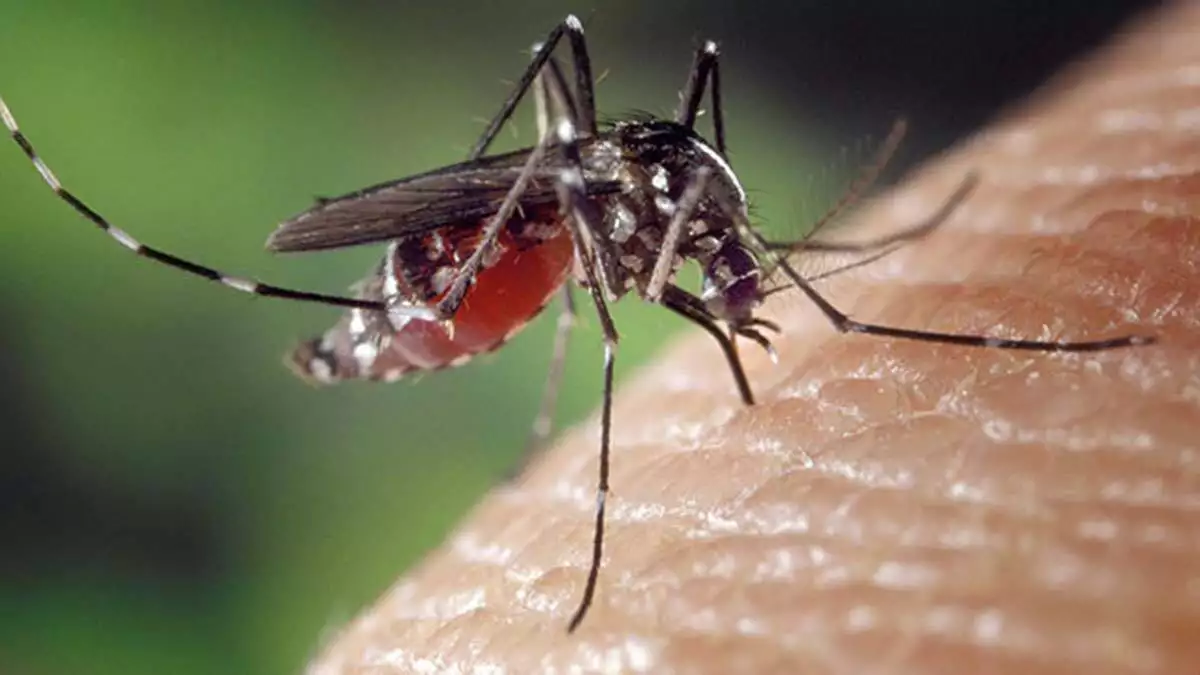 İstanbul'da sivrisinek ısırıklarına uzmanlardan uyarı